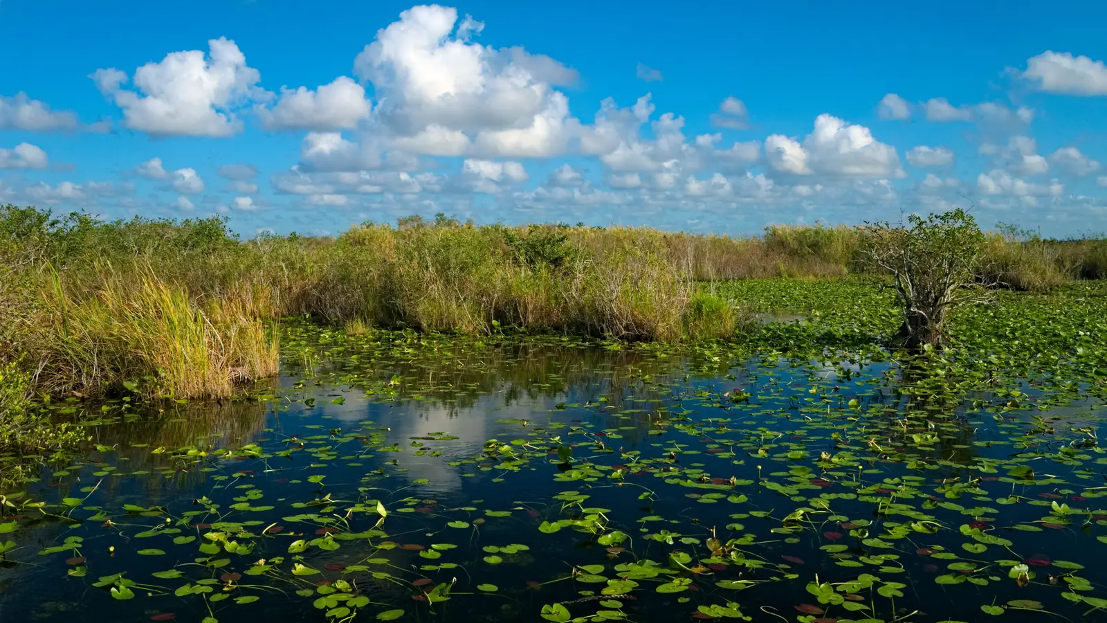 A still pond on the Anhinga Trail in Everglades National Park, Florida.